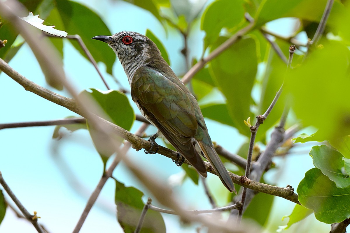 Little Bronze-Cuckoo - ML393114141