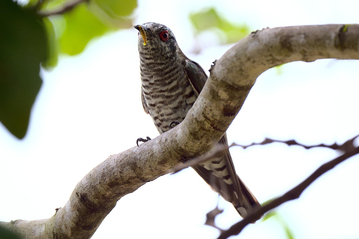 Little Bronze-Cuckoo - ML393114161