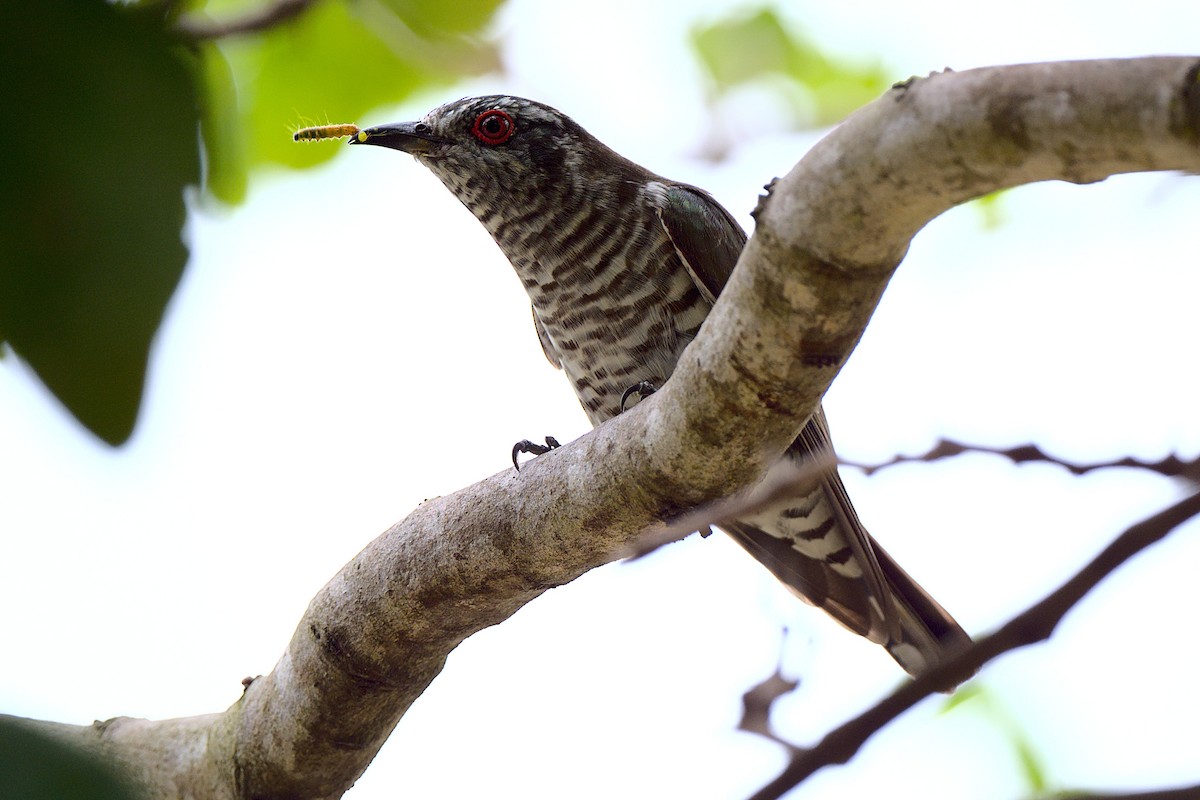 Little Bronze-Cuckoo - ML393114171