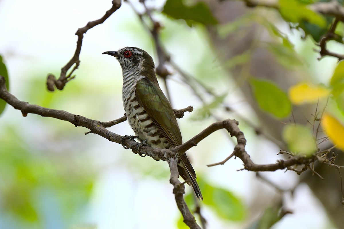 Little Bronze-Cuckoo - ML393114181