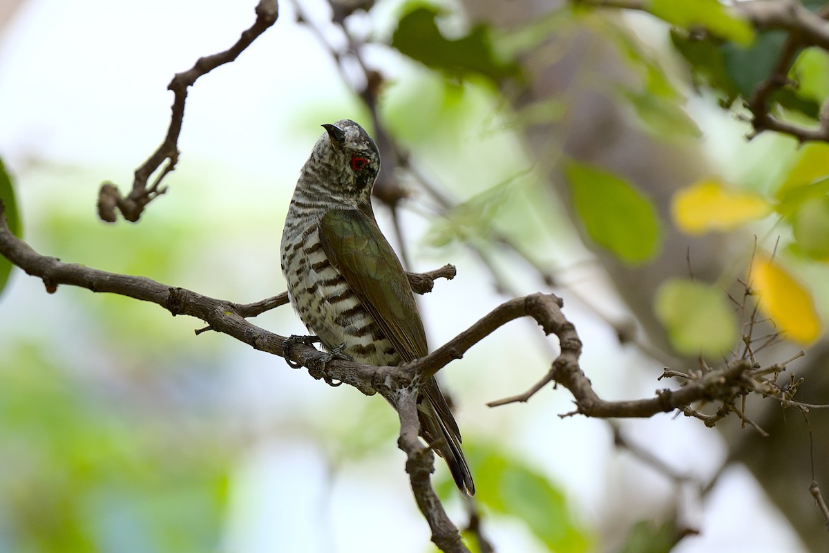 Little Bronze-Cuckoo - ML393114191