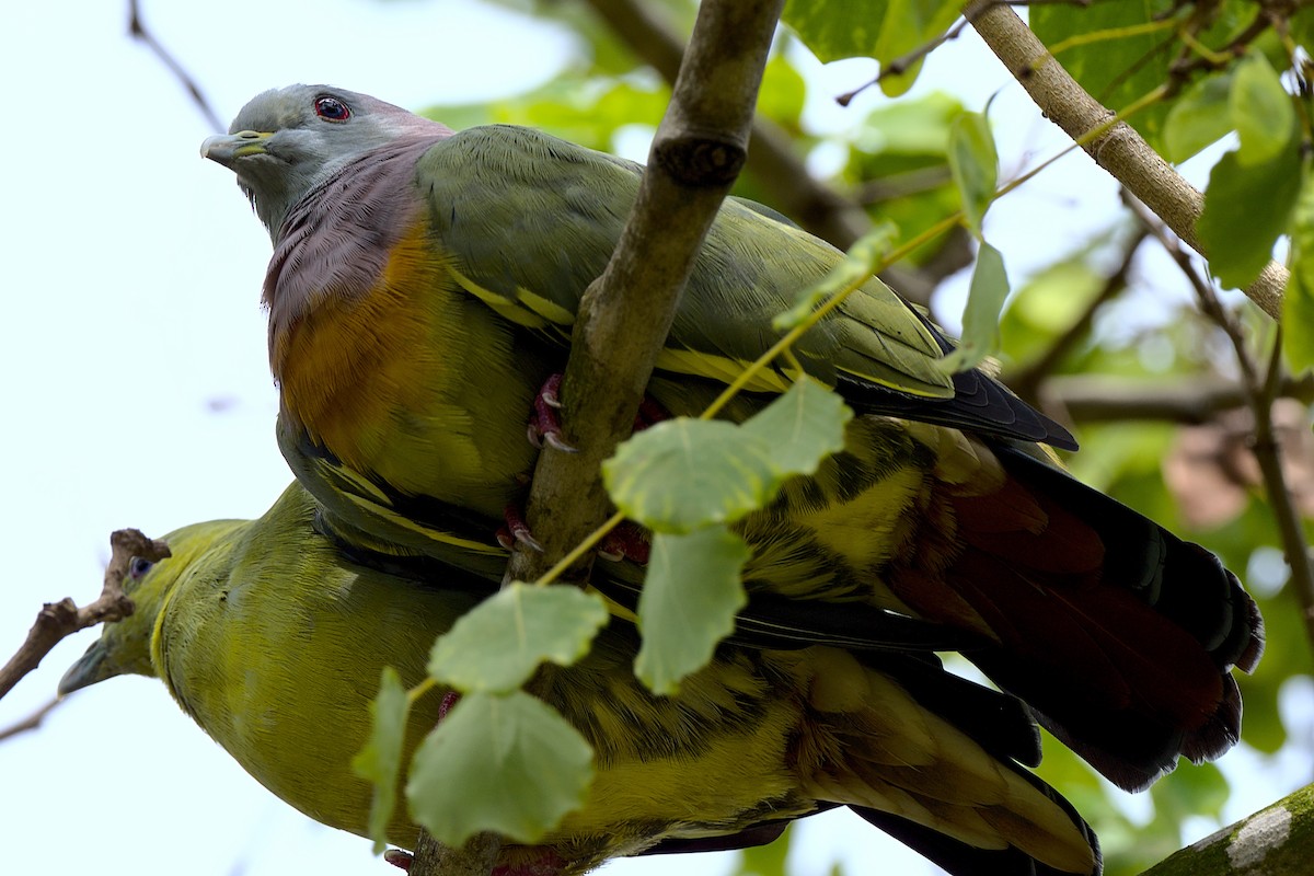 Pink-necked Green-Pigeon - ML393114221