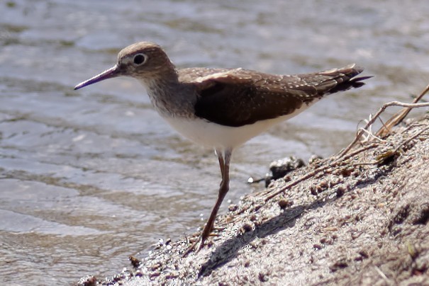 Solitary Sandpiper - Mark Tomboulian