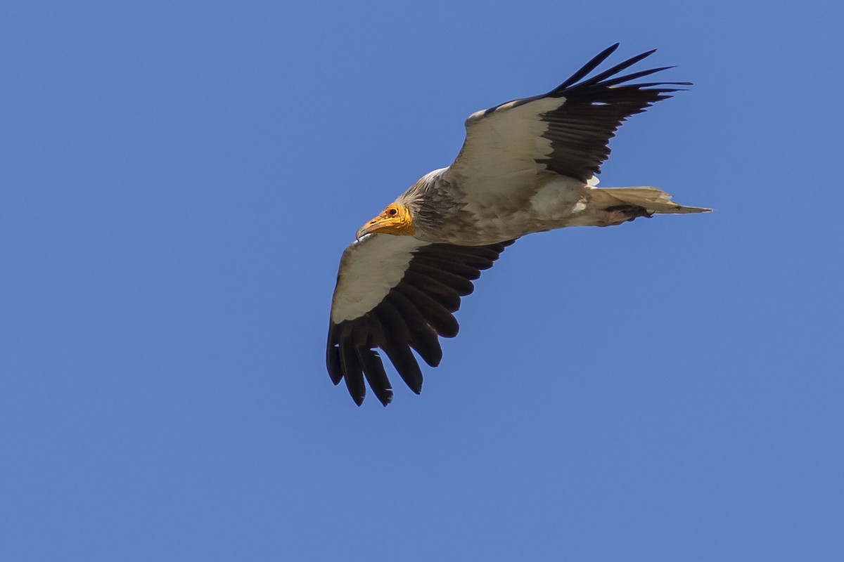 Egyptian Vulture - ML393115521