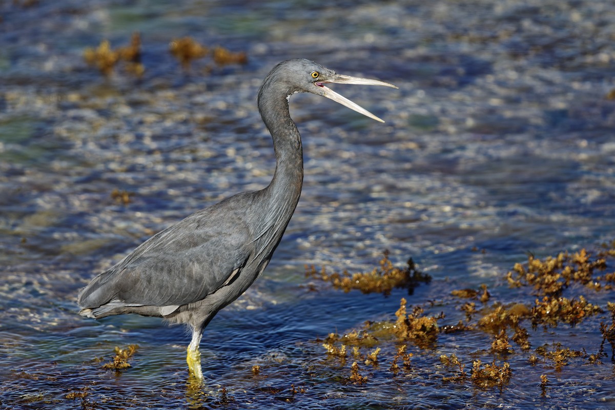 Pacific Reef-Heron - ML393122941