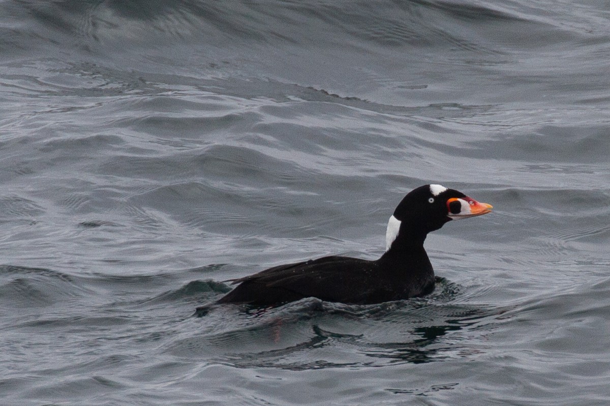 Surf Scoter - ML393124071