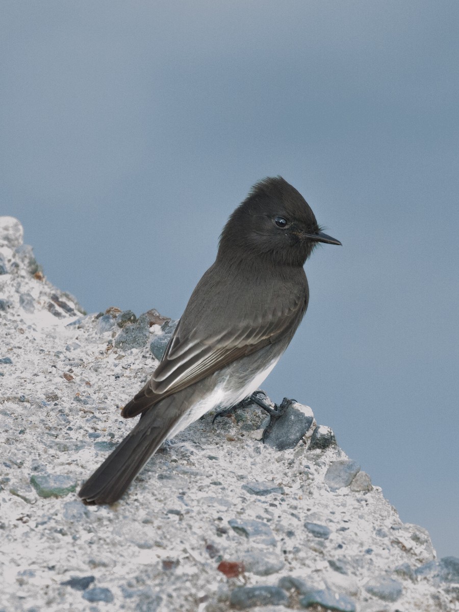 Black Phoebe - ML393124101
