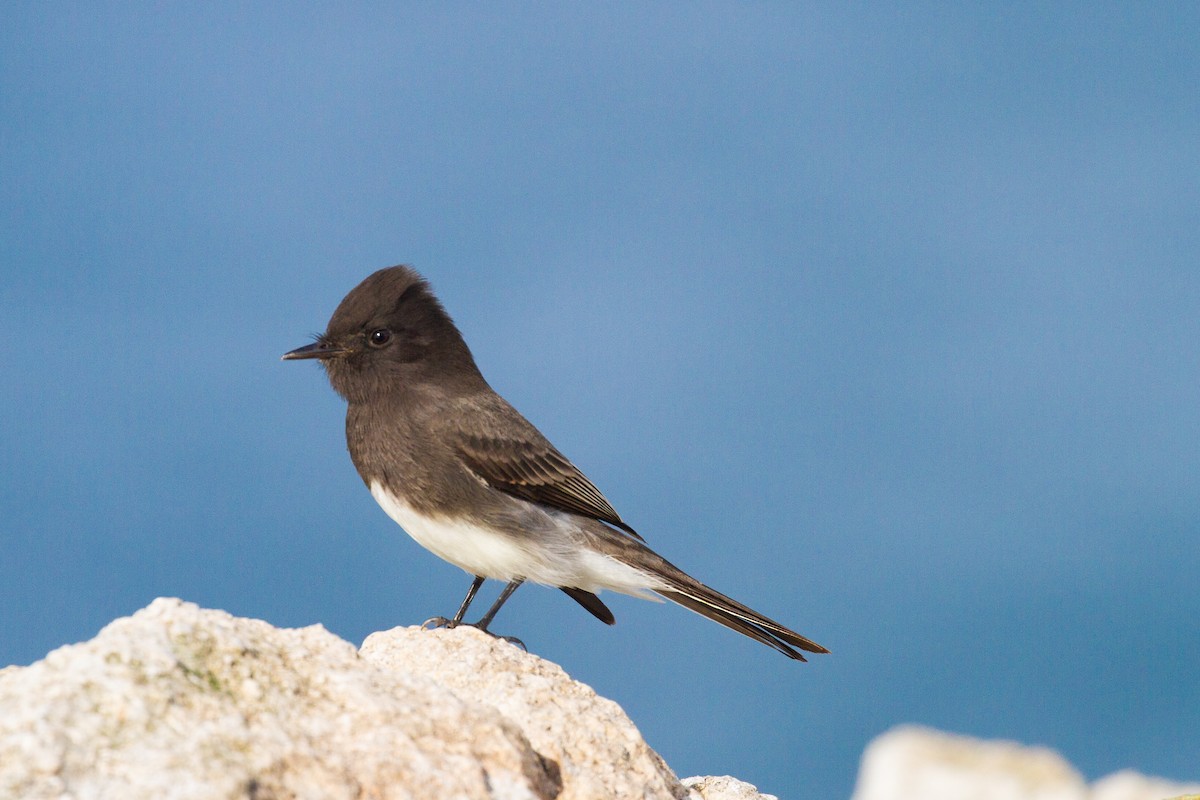 Black Phoebe - ML393124111