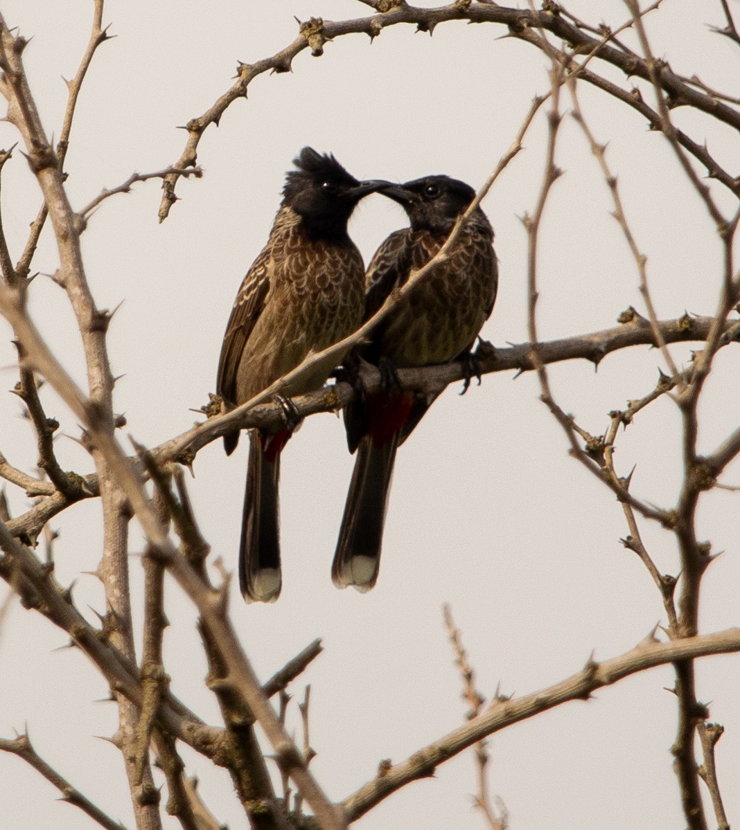 Red-vented Bulbul - ML393124141