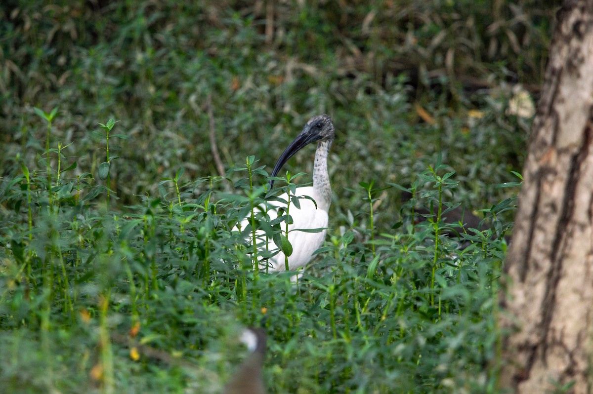 Black-headed Ibis - ML393124201