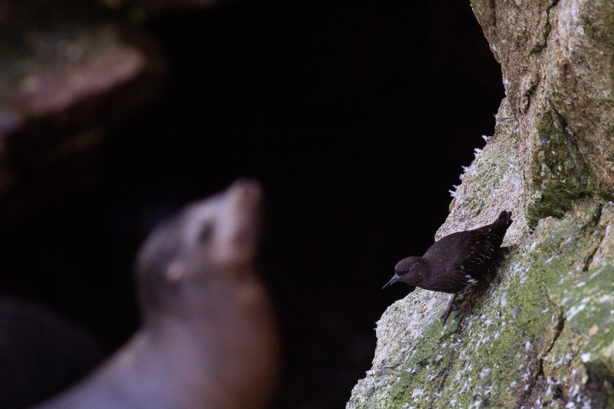 Black Turnstone - ML393125361