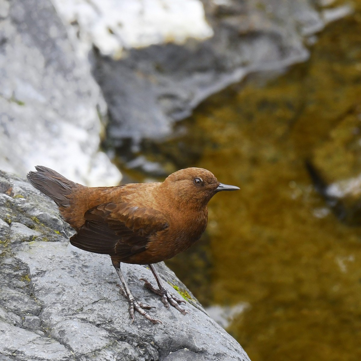 Brown Dipper - Chetna Sharma