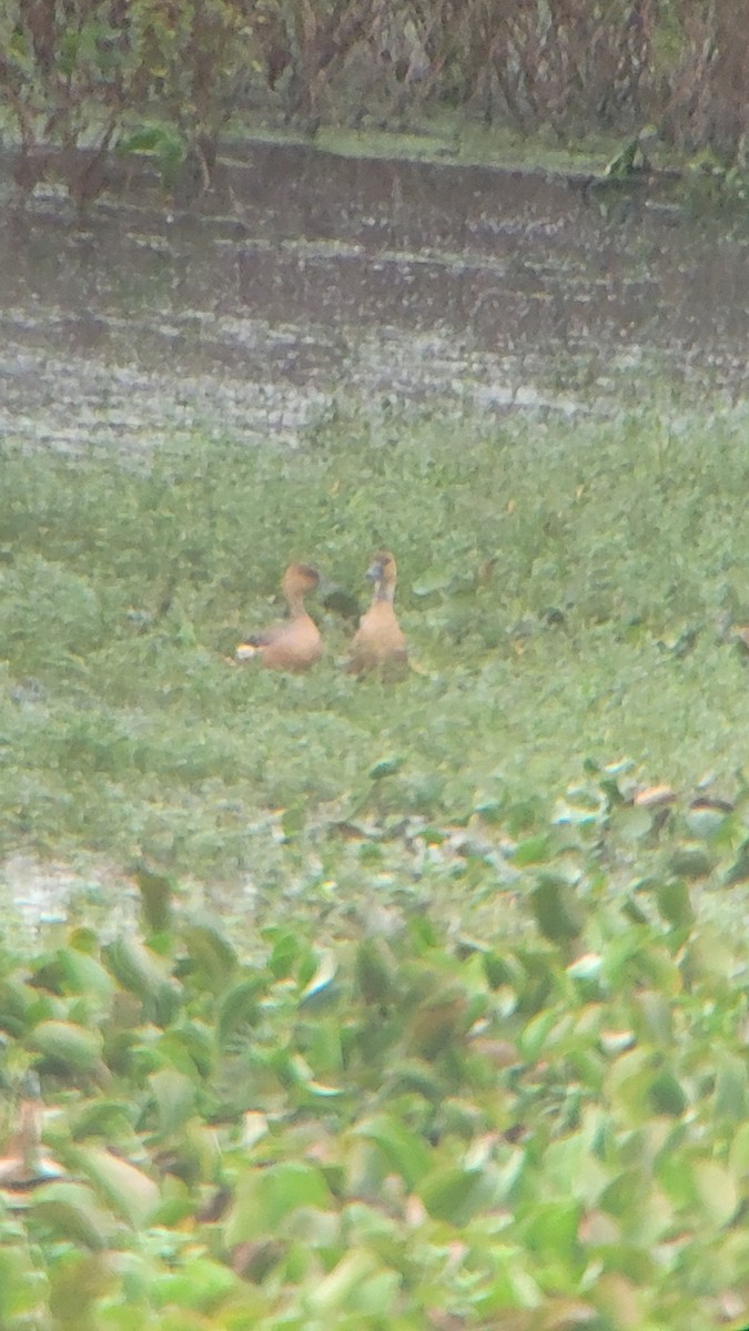 Fulvous Whistling-Duck - ML393126451