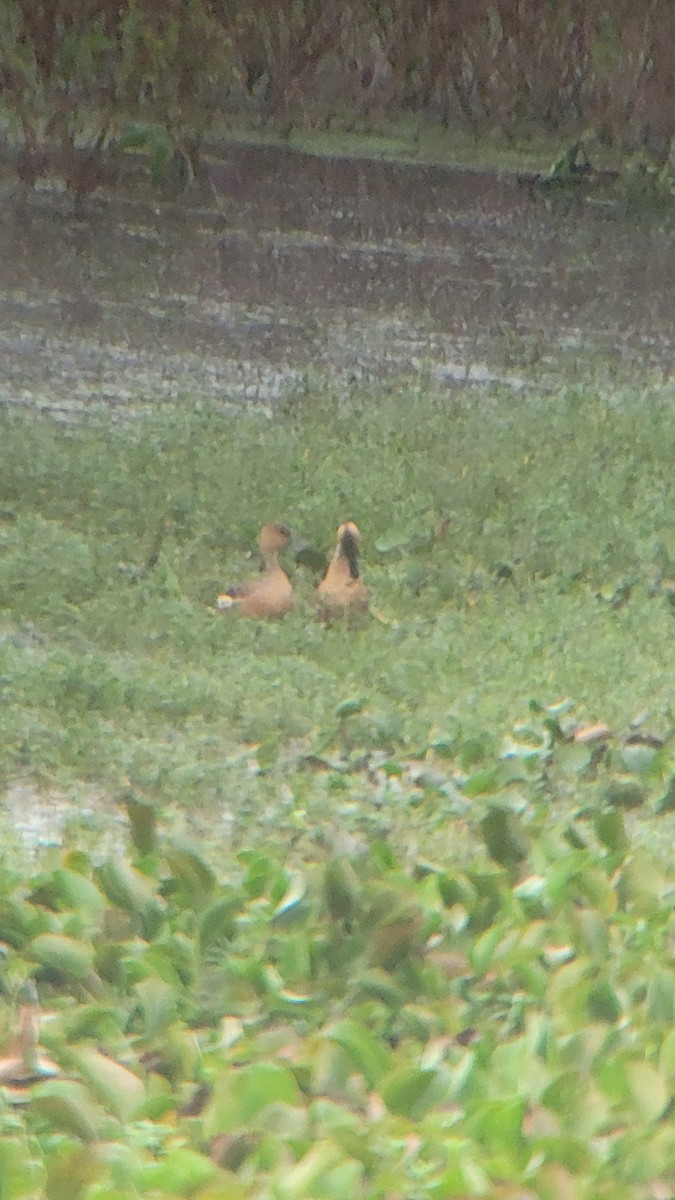 Fulvous Whistling-Duck - ML393126461