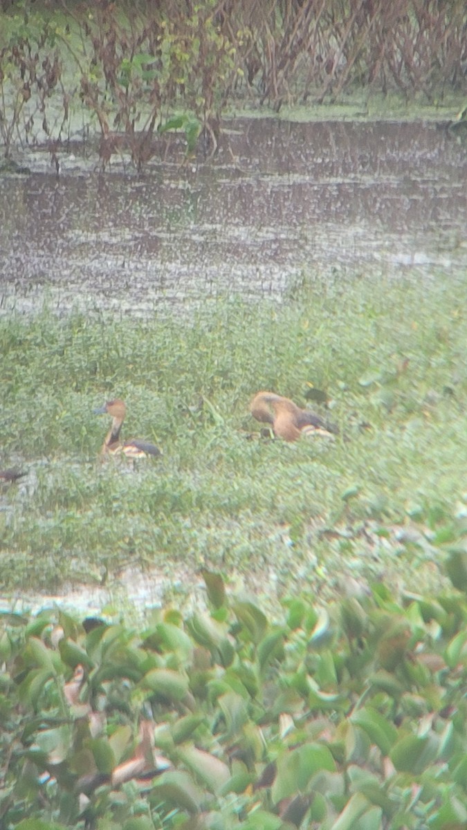 Fulvous Whistling-Duck - ML393126471
