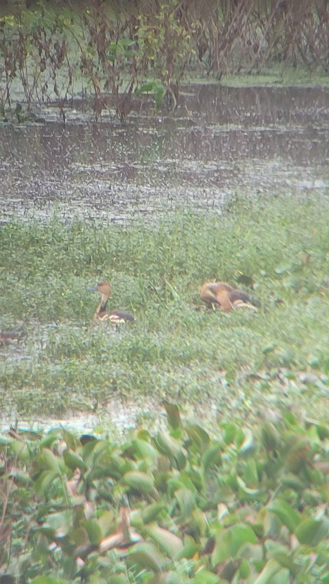 Fulvous Whistling-Duck - ML393126491