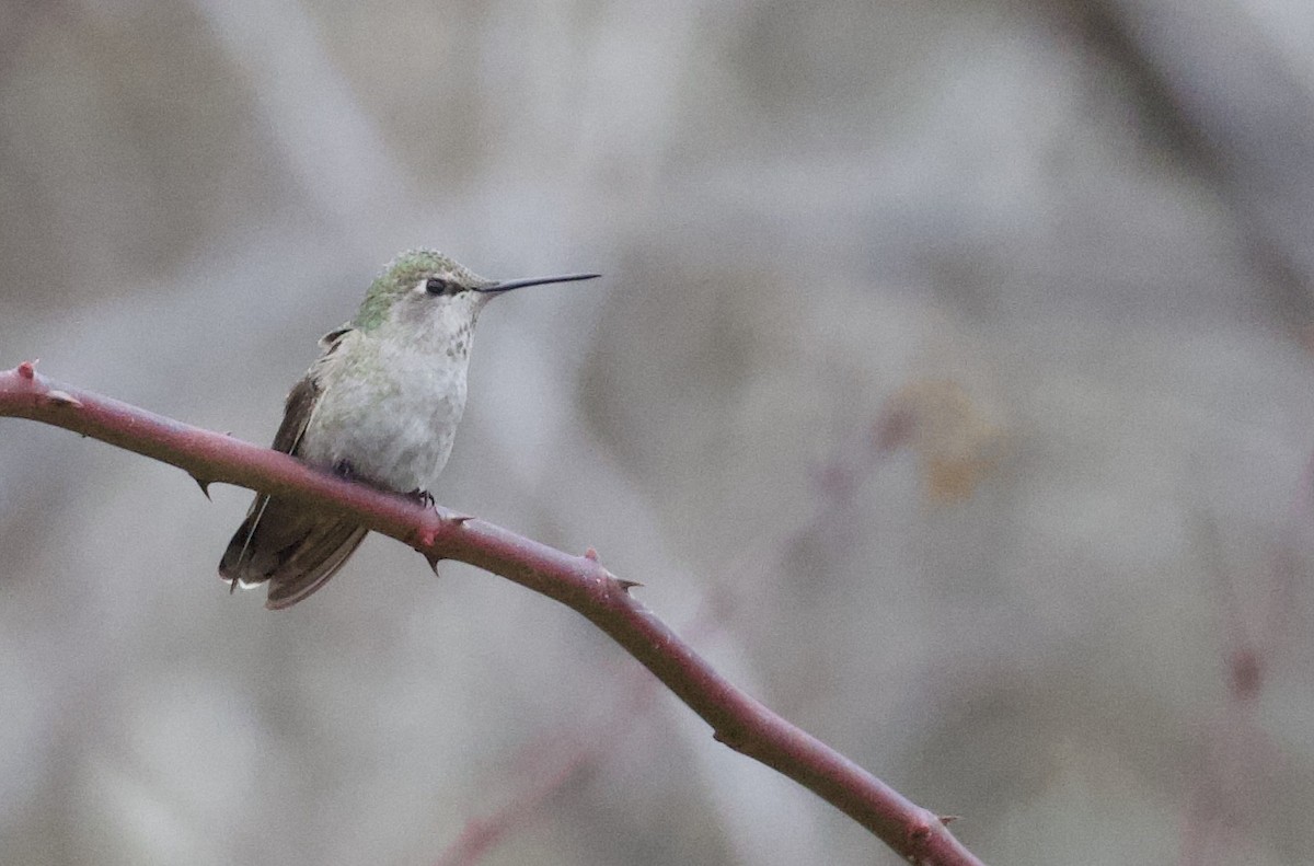 Anna's Hummingbird - ML393127311