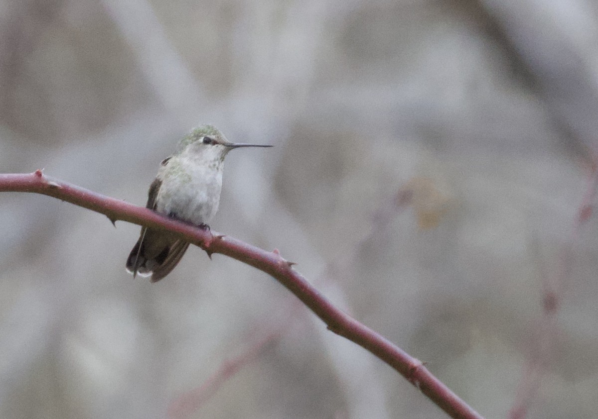 Anna's Hummingbird - ML393127321