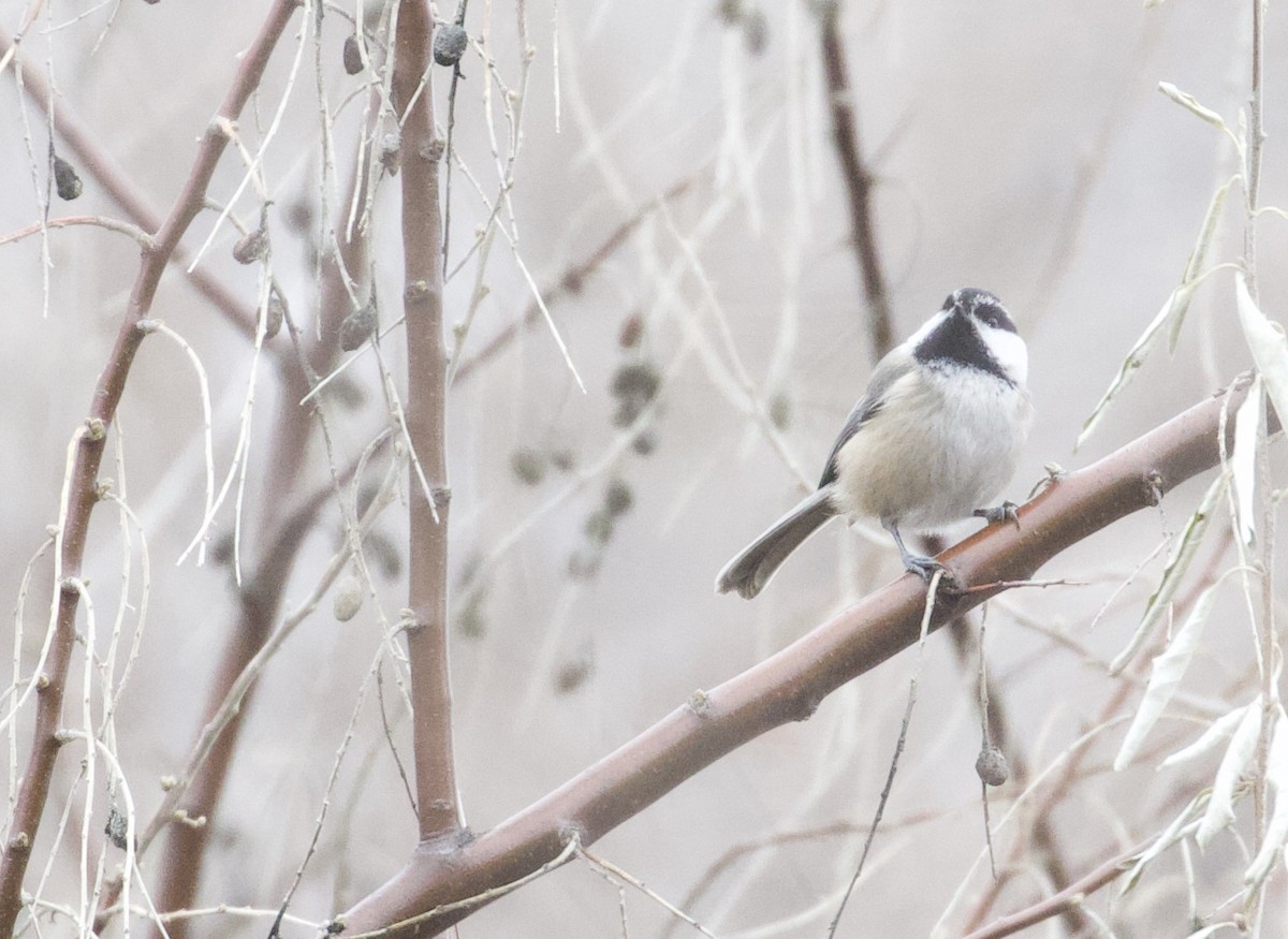 Black-capped x Mountain Chickadee (hybrid) - ML393127521