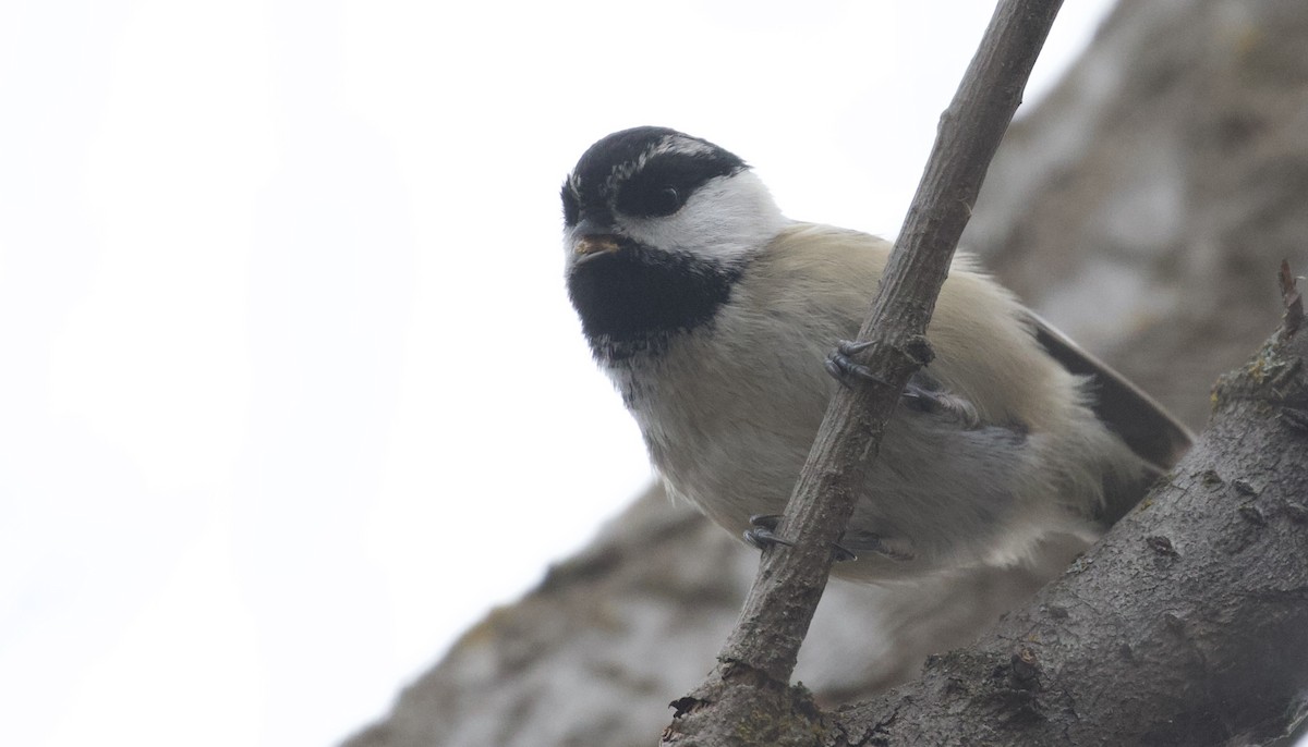 Black-capped x Mountain Chickadee (hybrid) - ML393127541