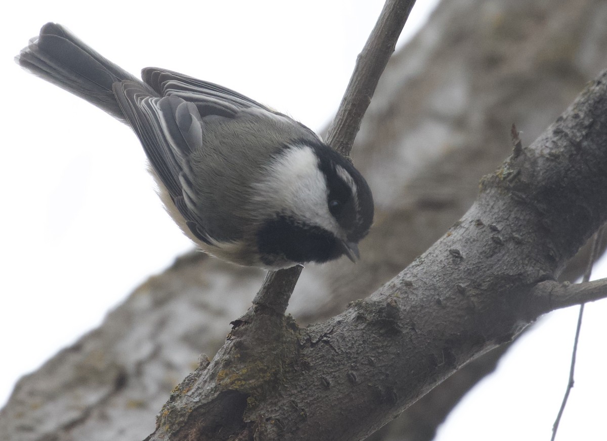 Black-capped x Mountain Chickadee (hybrid) - ML393127571