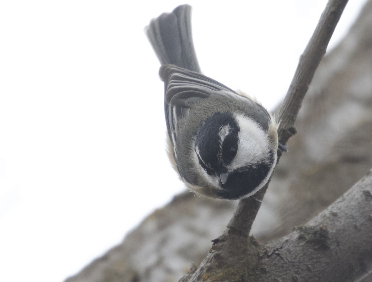 Black-capped x Mountain Chickadee (hybrid) - ML393127581