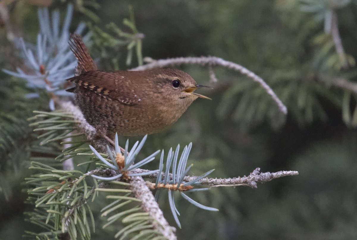 Pacific/Winter Wren - Eric Heisey