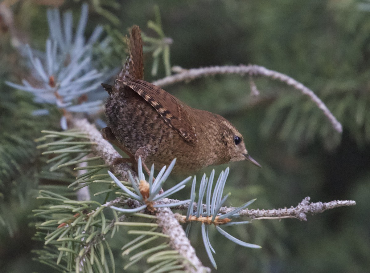 Pacific/Winter Wren - ML393127851