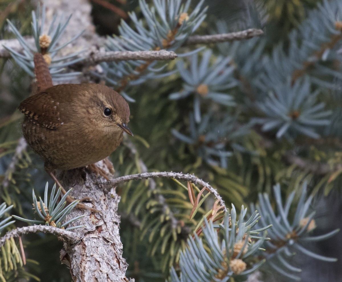 Pacific/Winter Wren - Eric Heisey