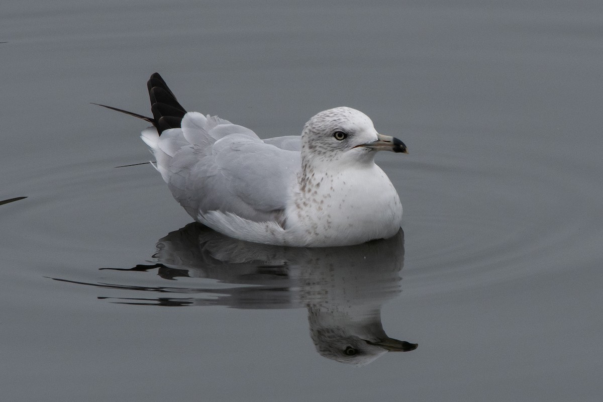 Ring-billed Gull - Gregg McClain