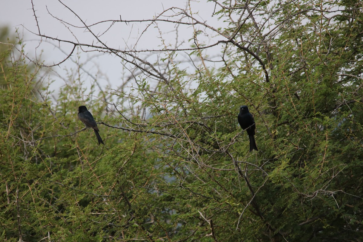 Fork-tailed Drongo (Clancey's) - ML393129471