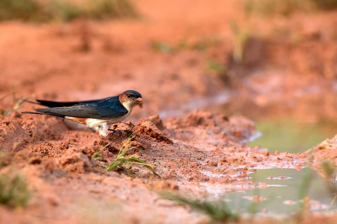 Eastern Red-rumped Swallow (Daurian) - Praveen es