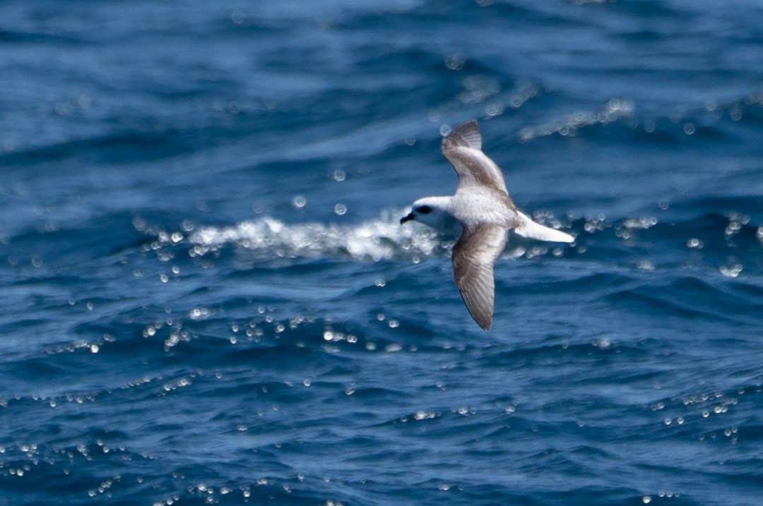 White-headed Petrel - ML393134581