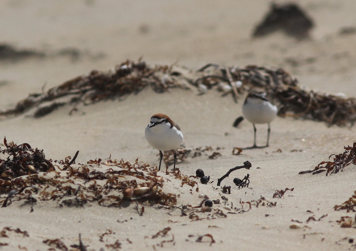 Red-capped Plover - ML393134971