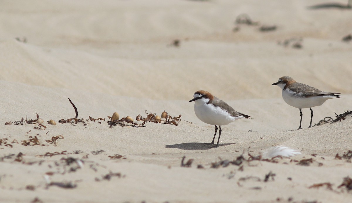 Red-capped Plover - ML393134981