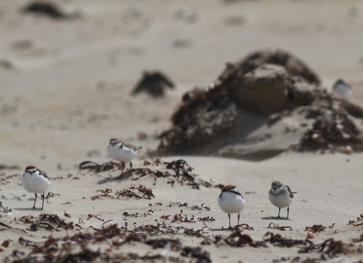 Red-capped Plover - ML393134991