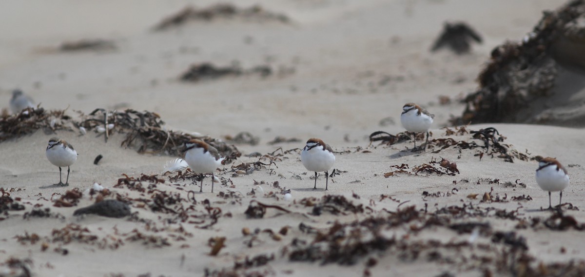 Red-capped Plover - ML393135001