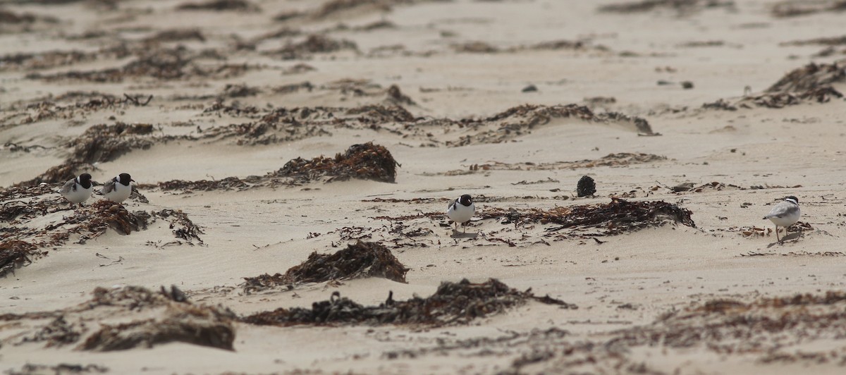 Hooded Plover - ML393135121