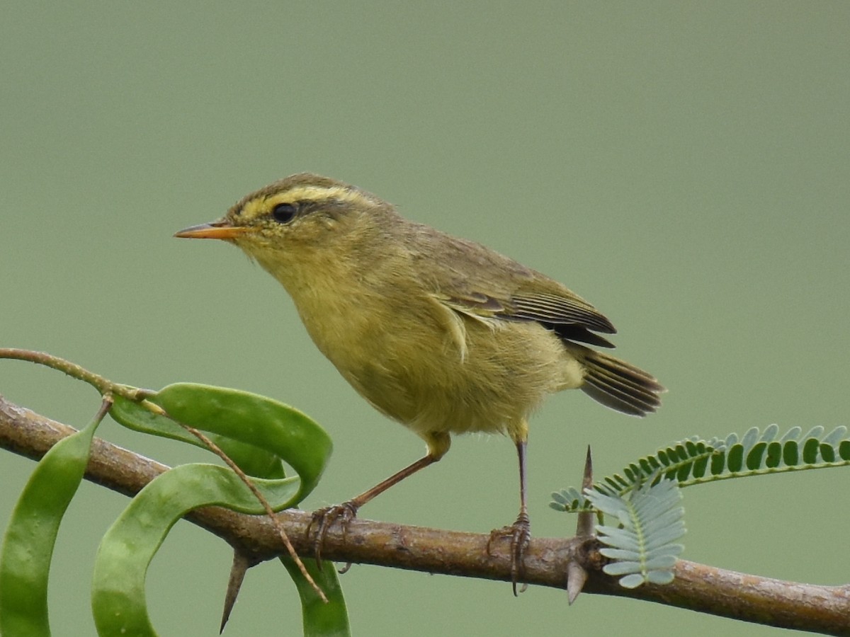 Himalajalaubsänger (affinis/perflavus) - ML39313601