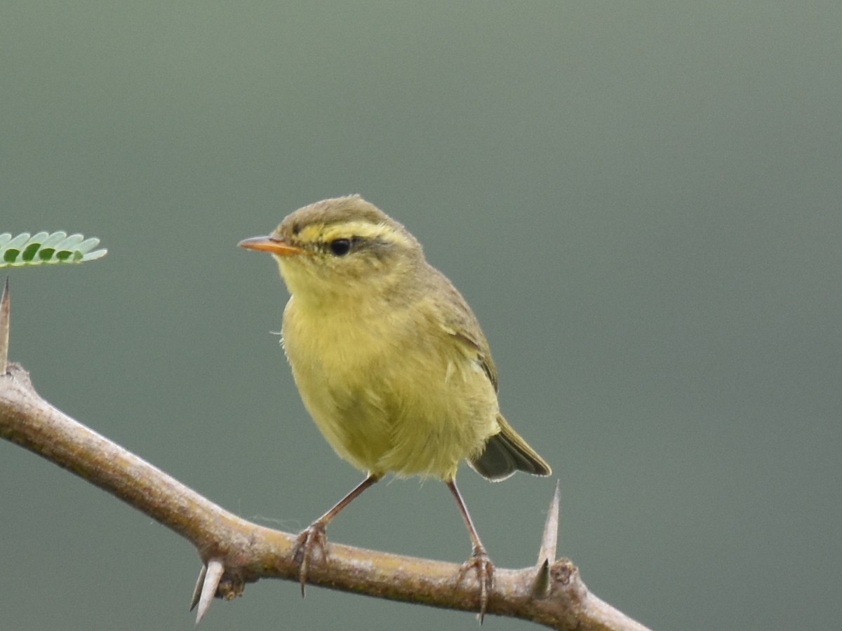 Himalajalaubsänger (affinis/perflavus) - ML39313611