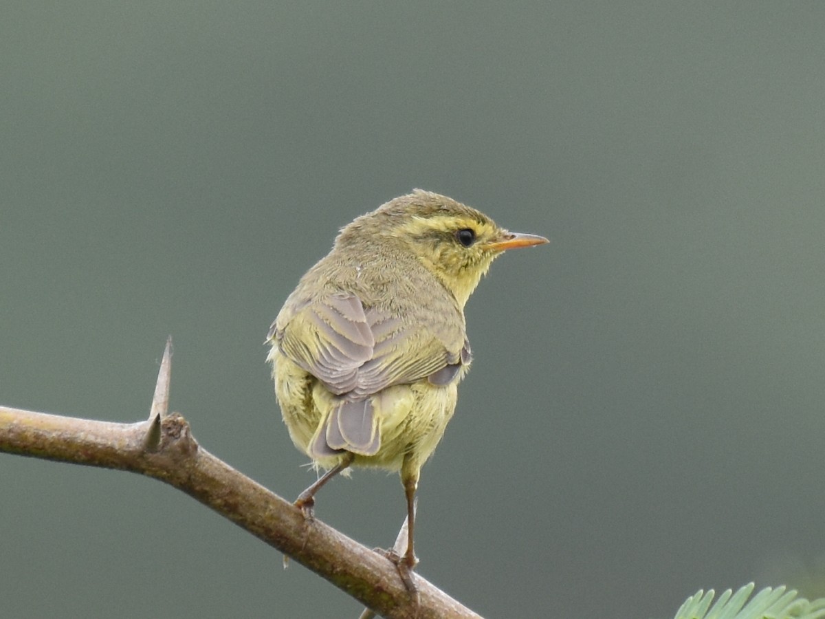 キバラムシクイ（affinis/perflavus） - ML39313621