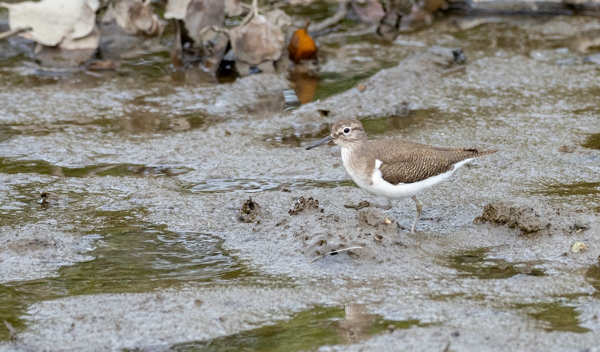 Хайргын хөгчүү - ML393136471