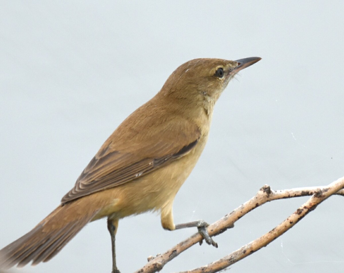 Clamorous Reed Warbler - ML39313651