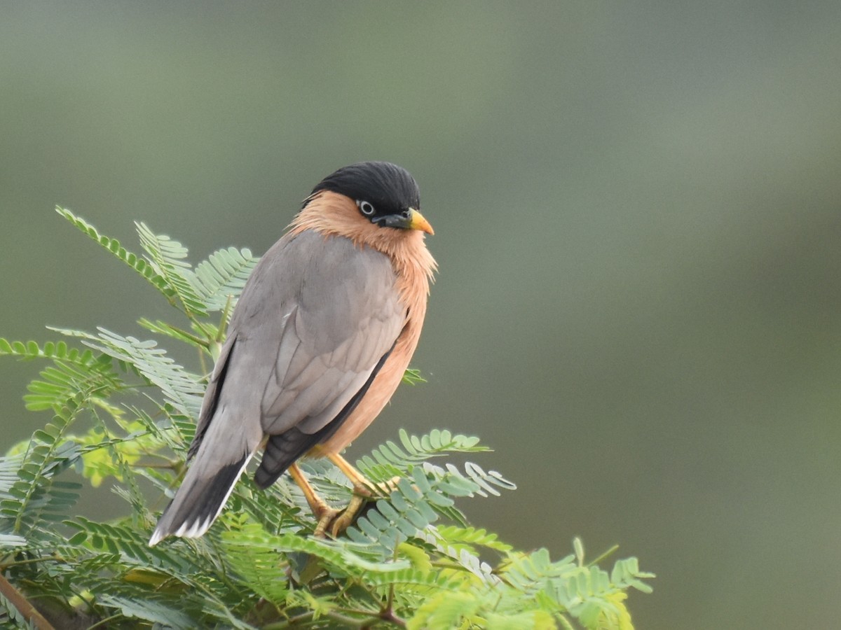 Brahminy Starling - Renuka Vijayaraghavan