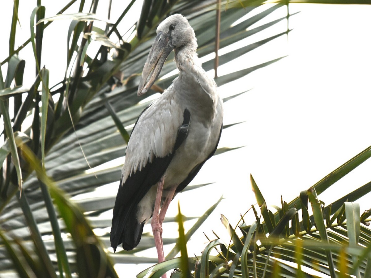 Asian Openbill - ML39313701