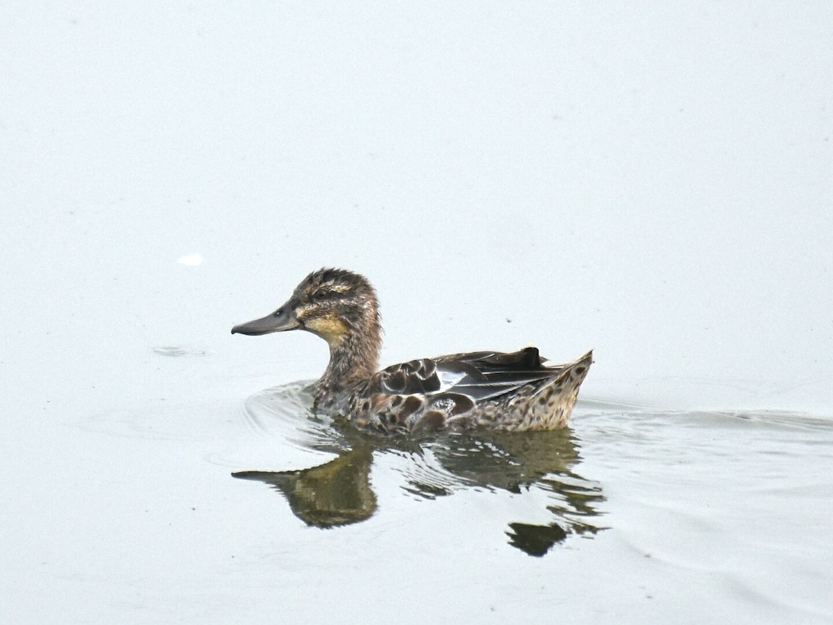 Garganey - ML39313721