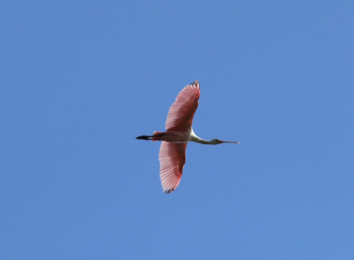 Roseate Spoonbill - ML393139491