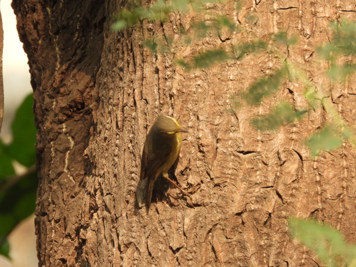Sulphur-bellied Warbler - Lakshmikant Neve