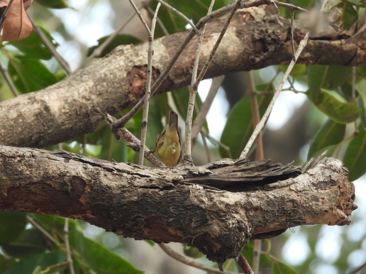 Sulphur-bellied Warbler - Lakshmikant Neve