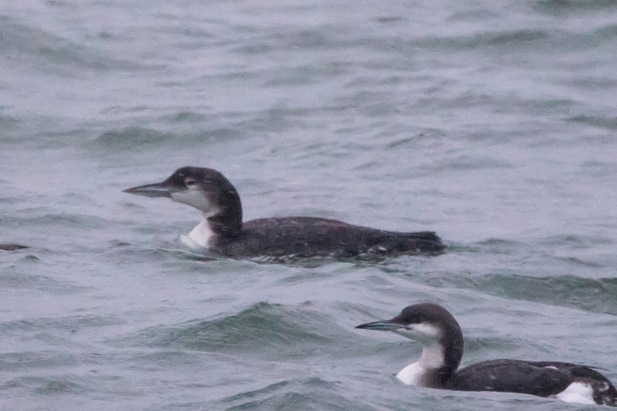 Common Loon - Florin Chirila